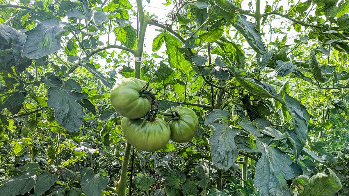 “不是螺丝，是植物”：高温令巴尔巴斯特罗粉红番茄产量减少最多30%
