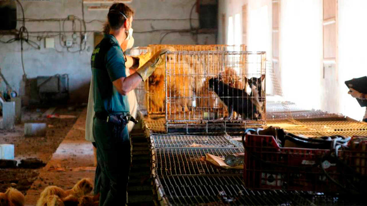 狗导致99%的人类狂犬病病例