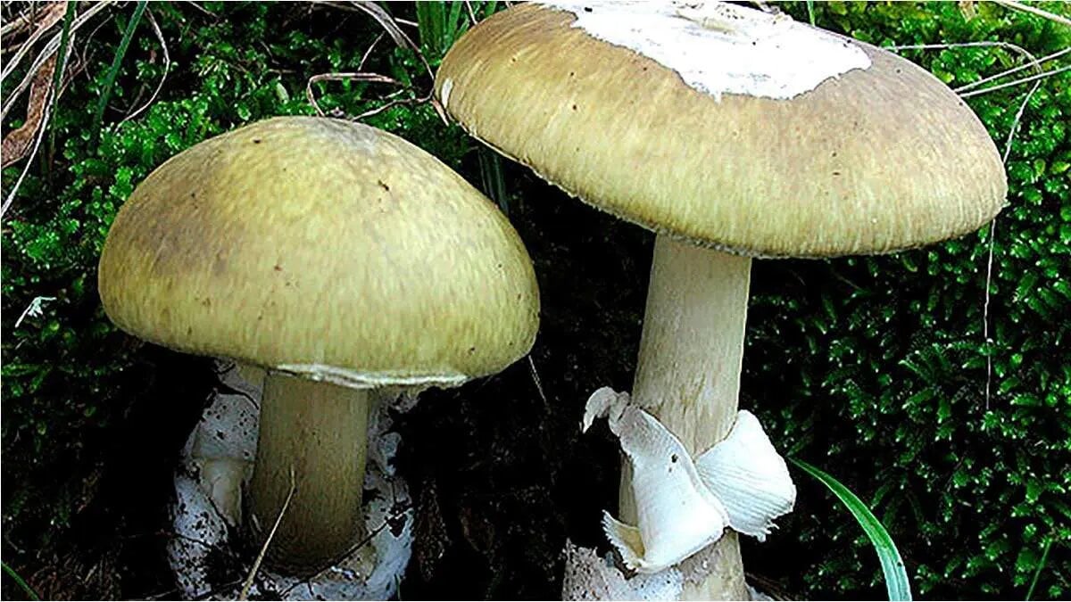 如何辨别毒蘑菇：安全采摘指南