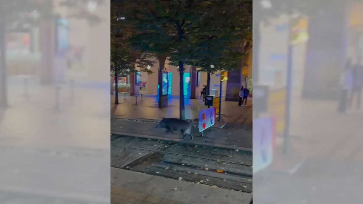 寻找目击者，调查在皮拉尔节期间穿越萨拉戈萨的野猪死亡事件
