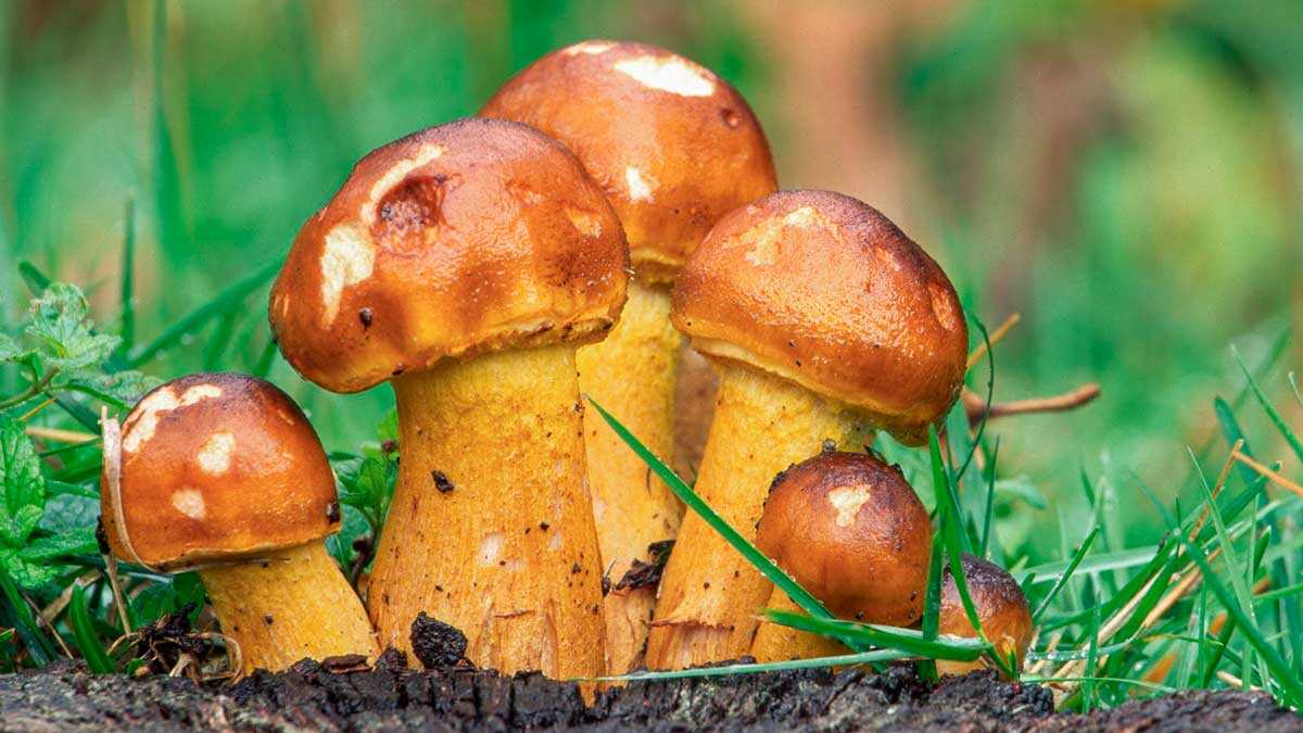 在蘑菇与森林间度过两天：阿尔瓦拉辛山脉真菌学活动即将举行