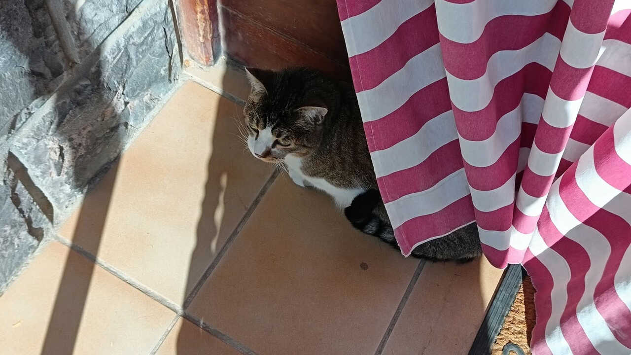 圣伊莎贝尔走失猫咪Nano迎来圆满结局：“已经找到了”