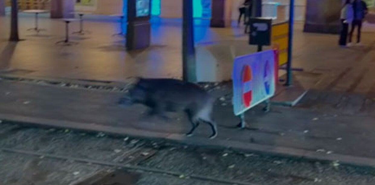 阿拉贡狩猎联合会愿协助萨拉戈萨处理街头野猪